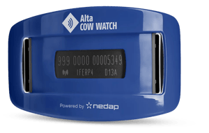 cow watch cow watch